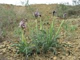 Iris acutiloba. Отцветающее растение. Дагестан, Кумторкалинский р-н, окр. бархана Сарыкум, склон. 25.04.2019.