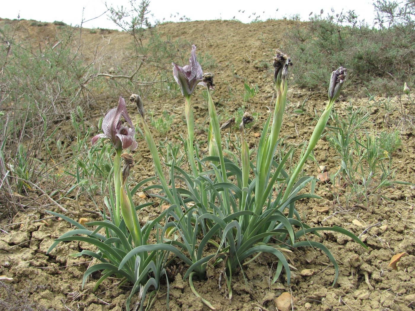 Изображение особи Iris acutiloba.