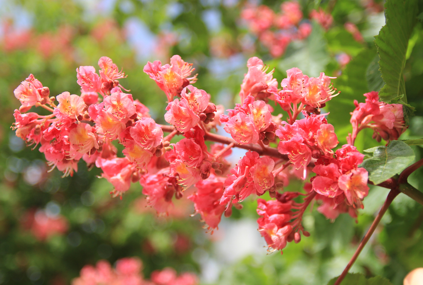 Image of Aesculus &times; carnea specimen.