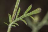 Centaurea diffusa