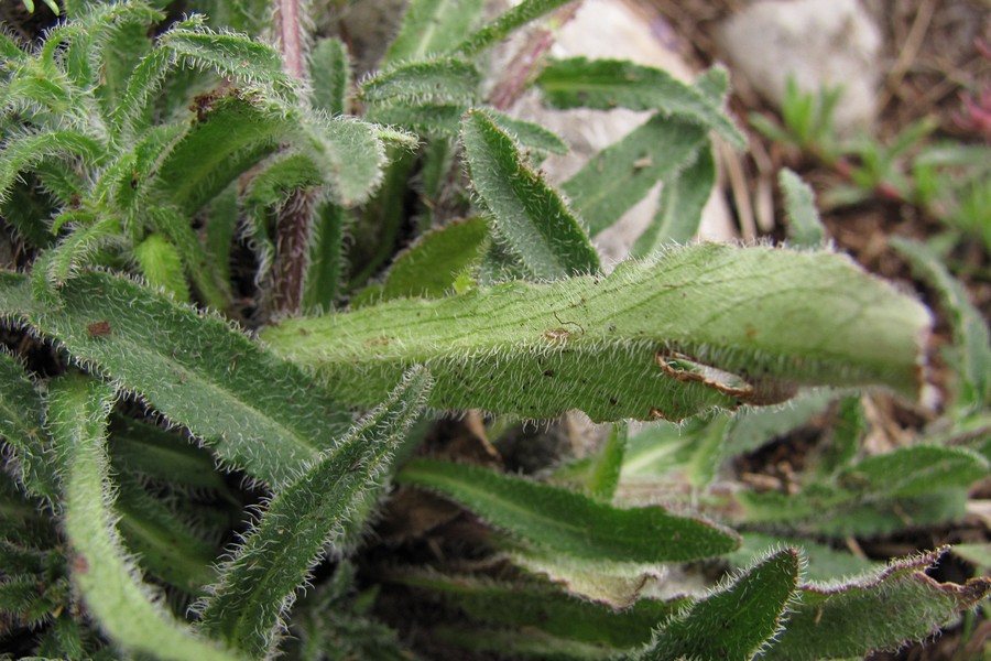 Image of Campanula taurica specimen.