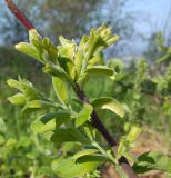 Salix abscondita
