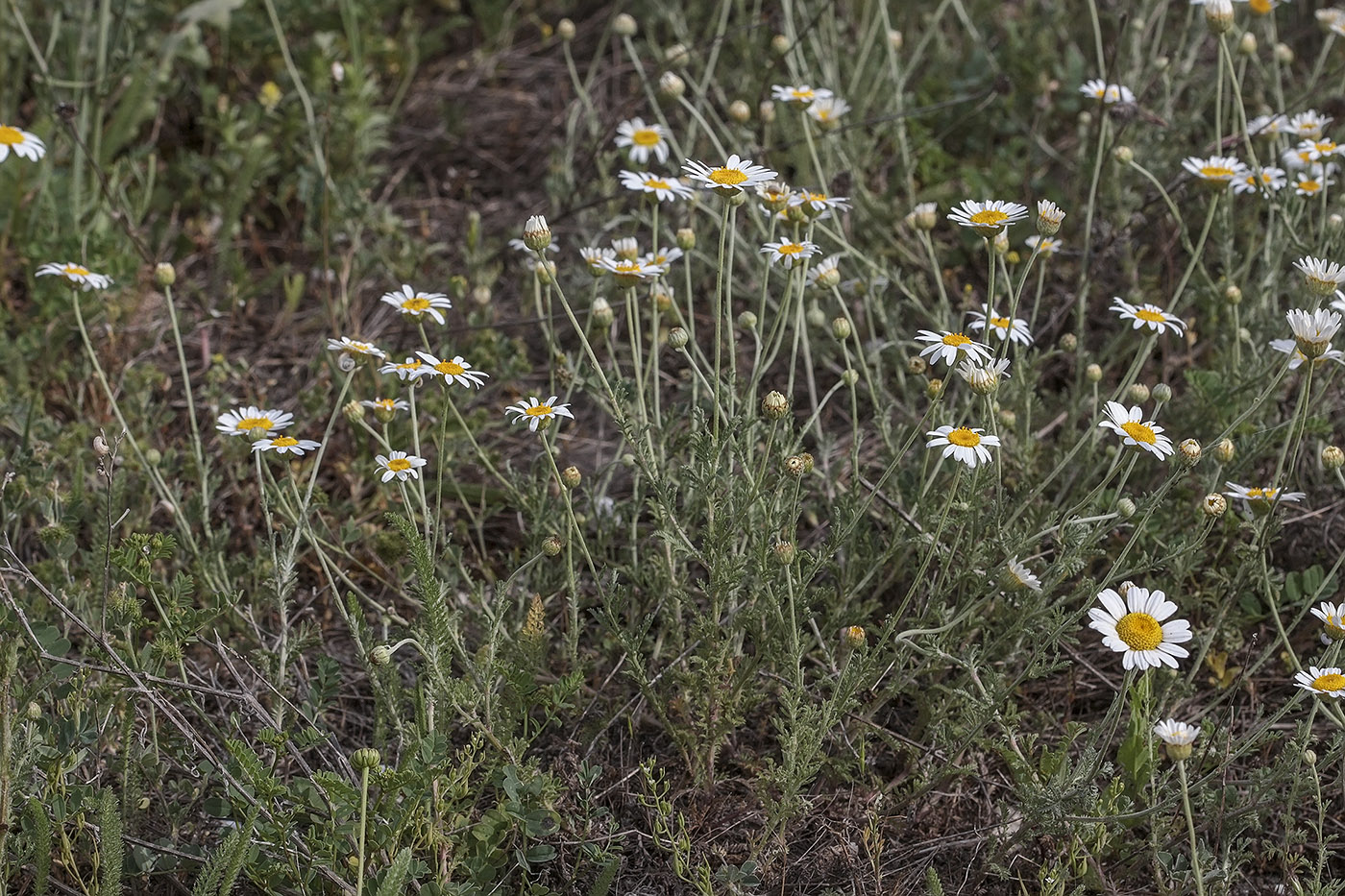 Изображение особи род Anthemis.