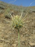 Centaurea reflexa