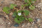 Malva neglecta