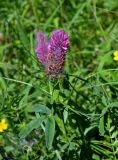 Trifolium rubens