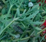 genus Papaver
