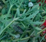 genus Papaver