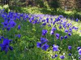 Aquilegia glandulosa