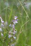 Vicia sylvatica. Соцветие среди соцветий злаков. Ленинградская обл., Гатчинский р-н, окр. дер. Авколево, карьер \"Елизаветино\", суходольный разнотравно-вейниковый луг на склоне. 16.06.2019.