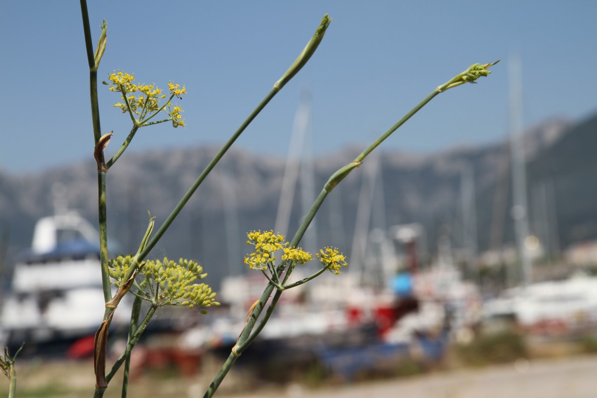 Image of Foeniculum vulgare specimen.