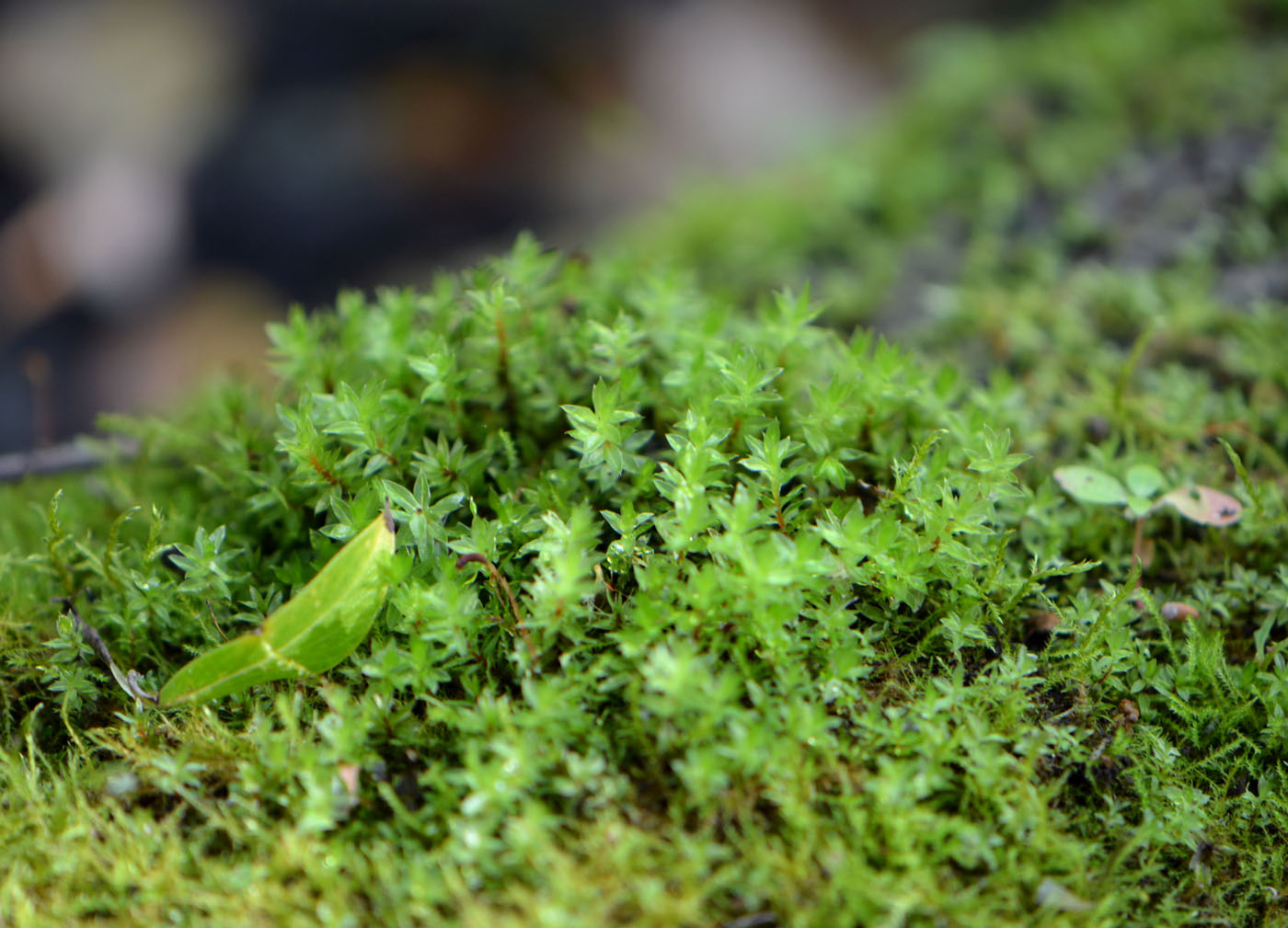 Image of class Bryopsida specimen.