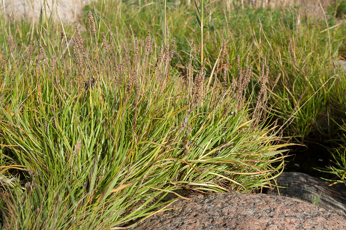 Image of Plantago maritima specimen.