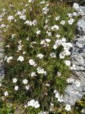 Gypsophila tenuifolia