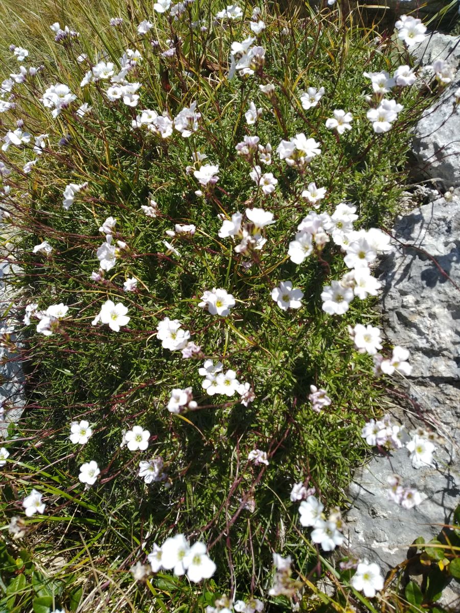 Image of Gypsophila tenuifolia specimen.