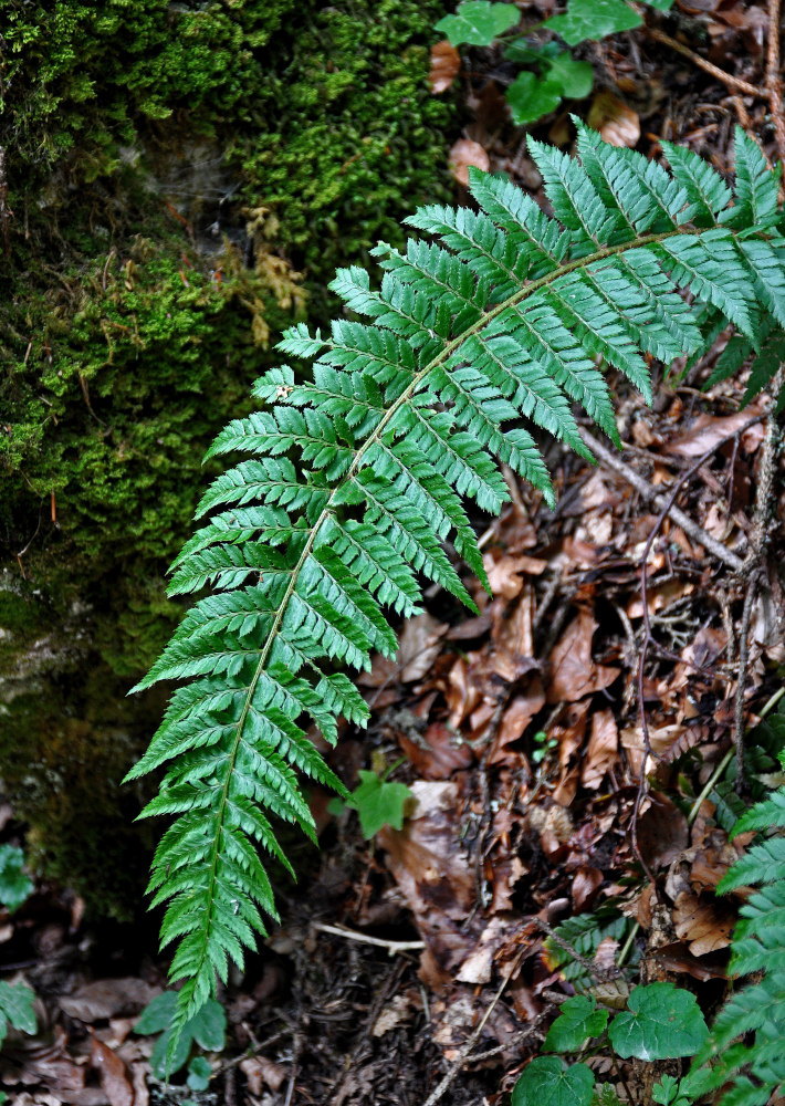 Image of Polystichum aculeatum specimen.