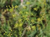 Aulacospermum tianschanicum