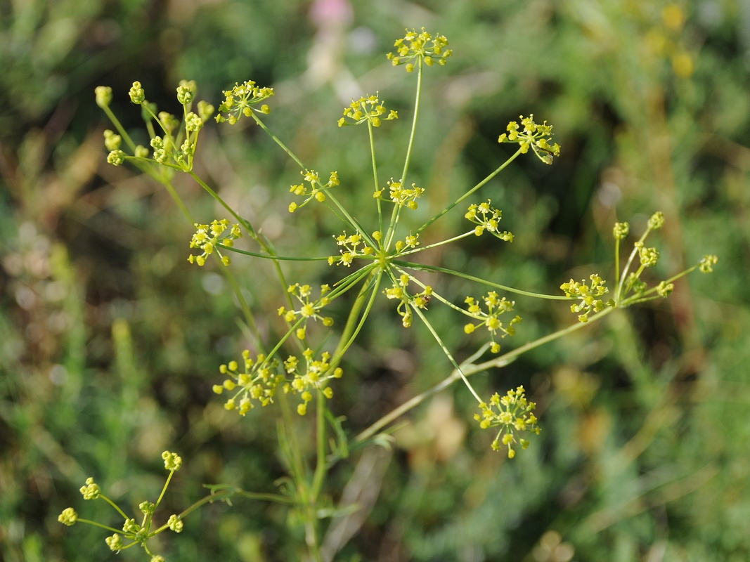 Image of Aulacospermum tianschanicum specimen.