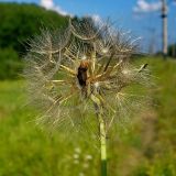 Tragopogon pratensis. Созревающие плоды. Чувашия, окрестности г. Шумерля, Кумашкинский заказник, ж.-д. насыпь. 24 июля 2008 г.