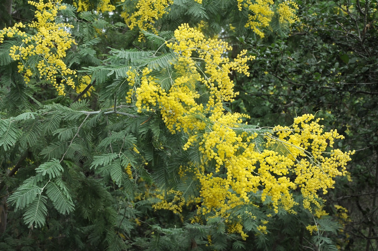 Изображение особи Acacia dealbata.