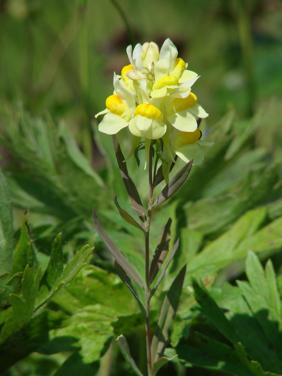 Image of genus Linaria specimen.