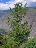 Larix sibirica