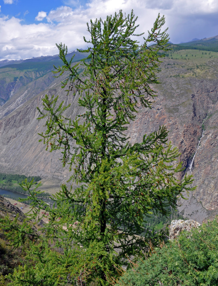 Изображение особи Larix sibirica.