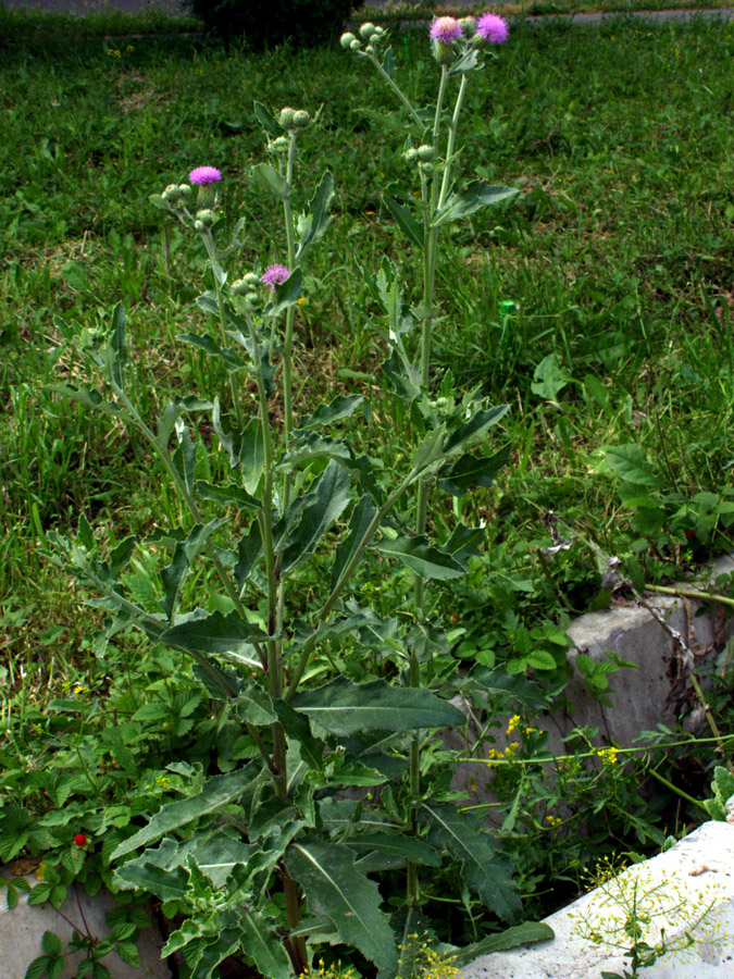 Image of Cirsium ochrolepideum specimen.