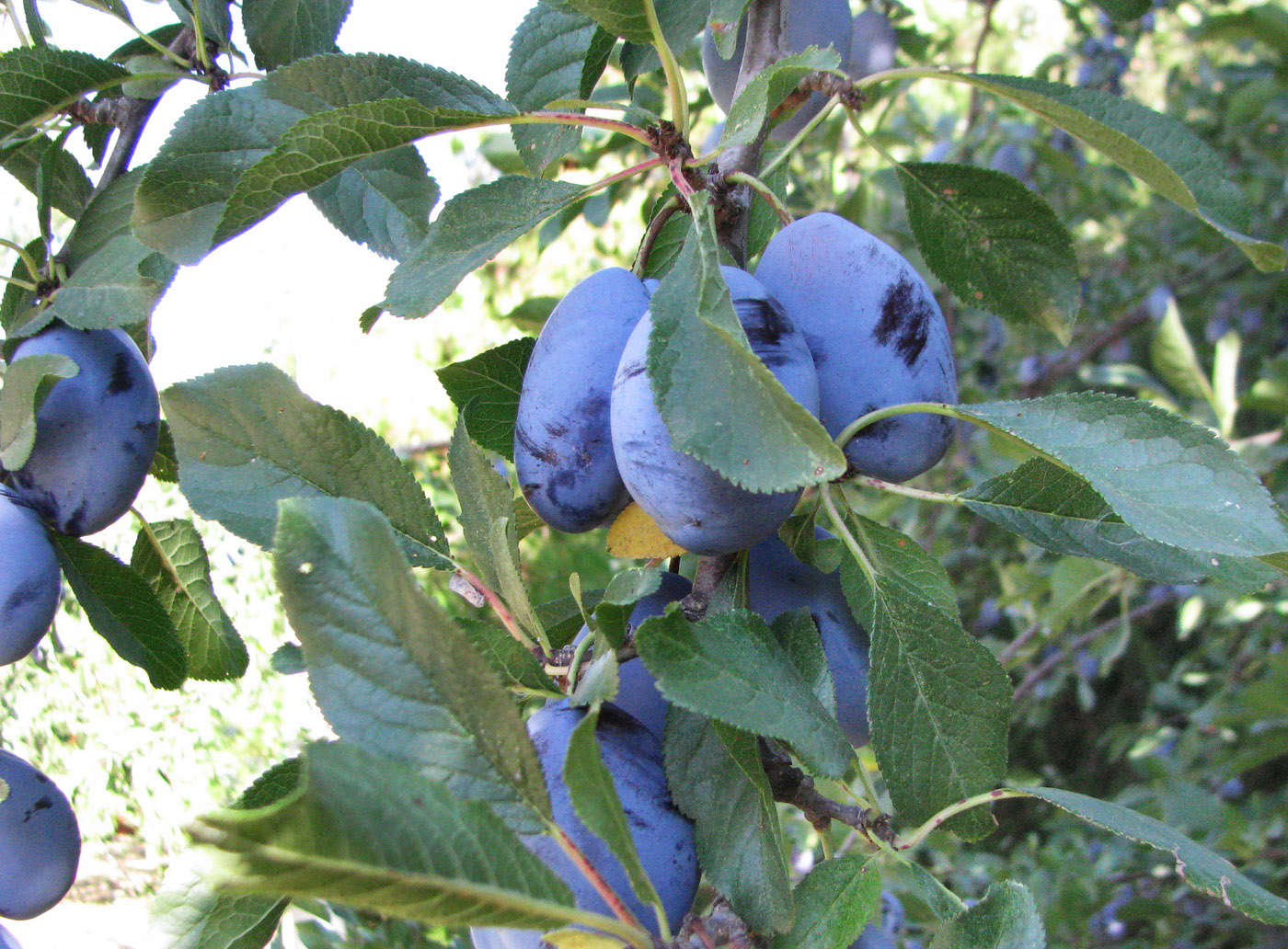 Image of Prunus domestica specimen.