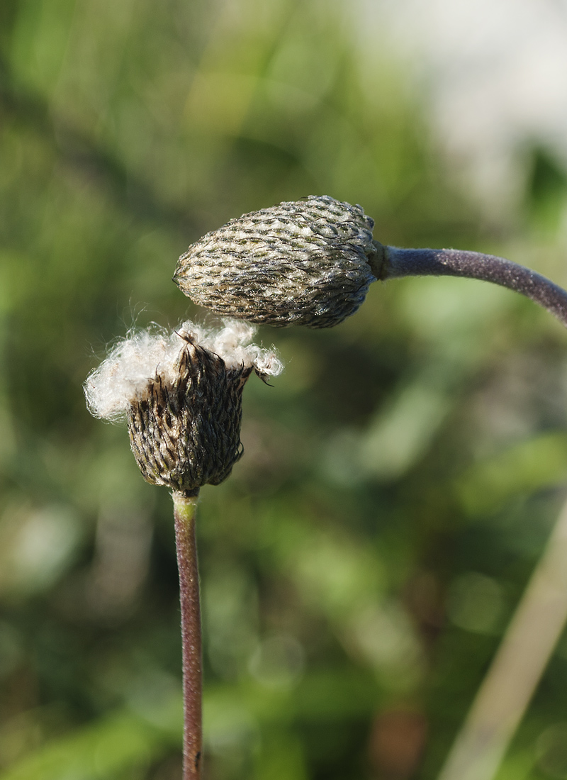 Image of Anemone coronaria specimen.