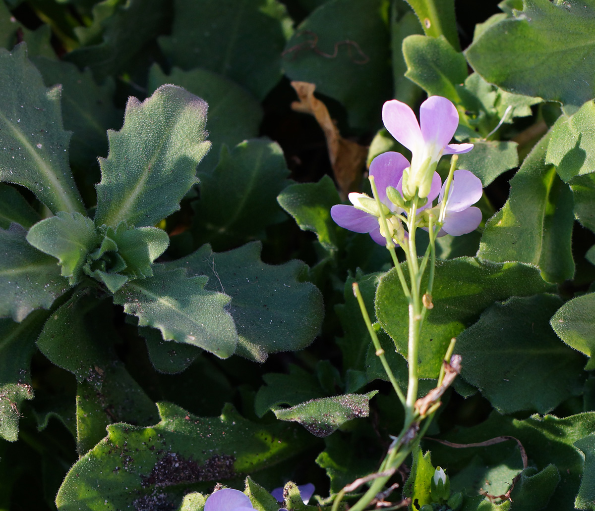 Изображение особи семейство Brassicaceae.