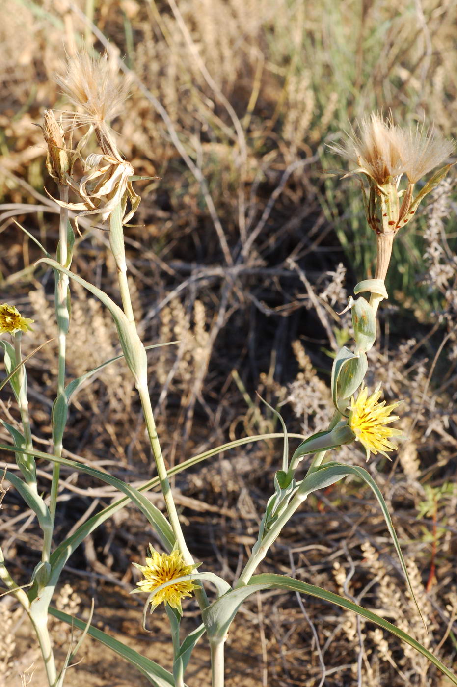 Изображение особи Tragopogon dubianskyi.