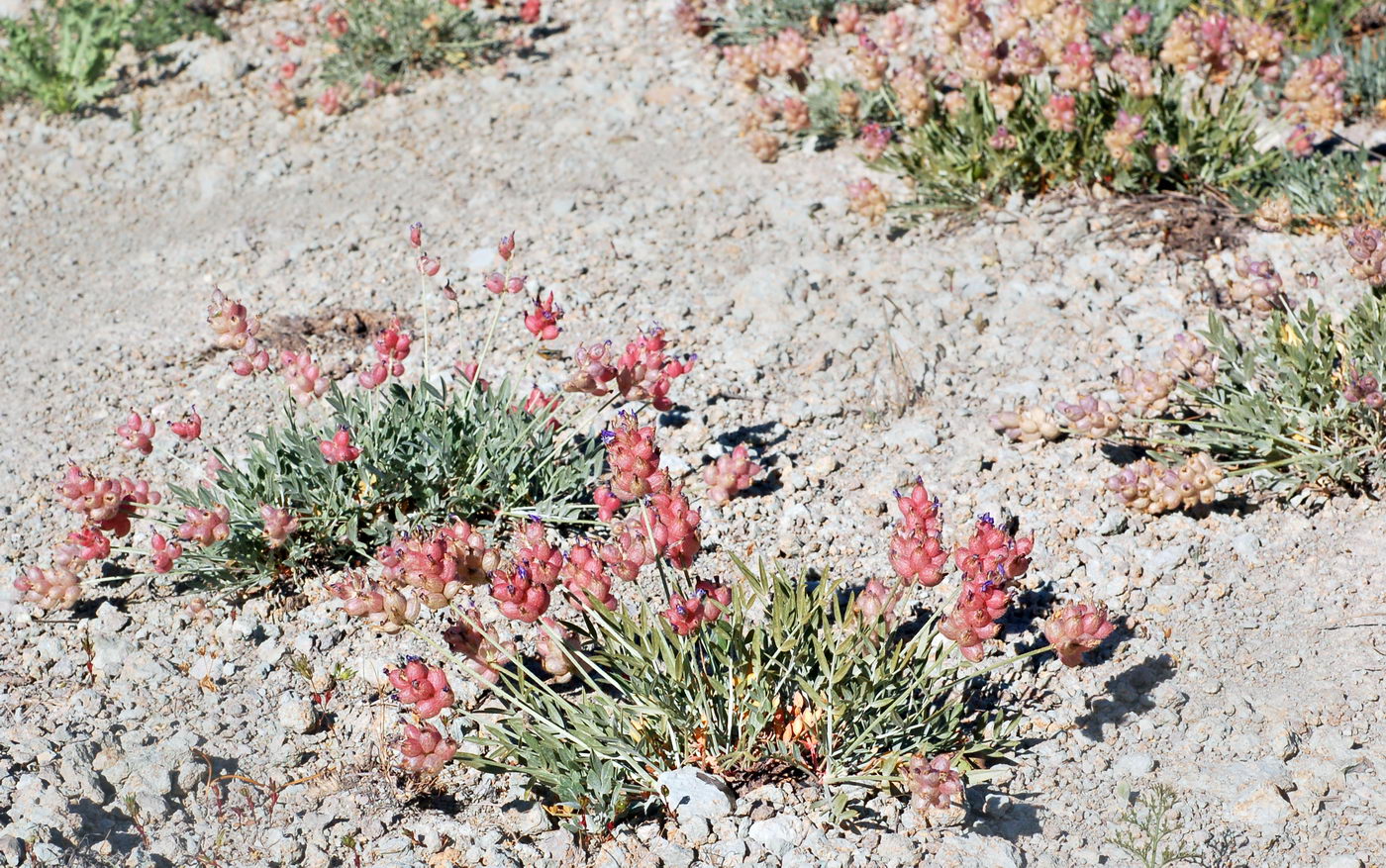 Image of Astragalus pseudonobilis specimen.