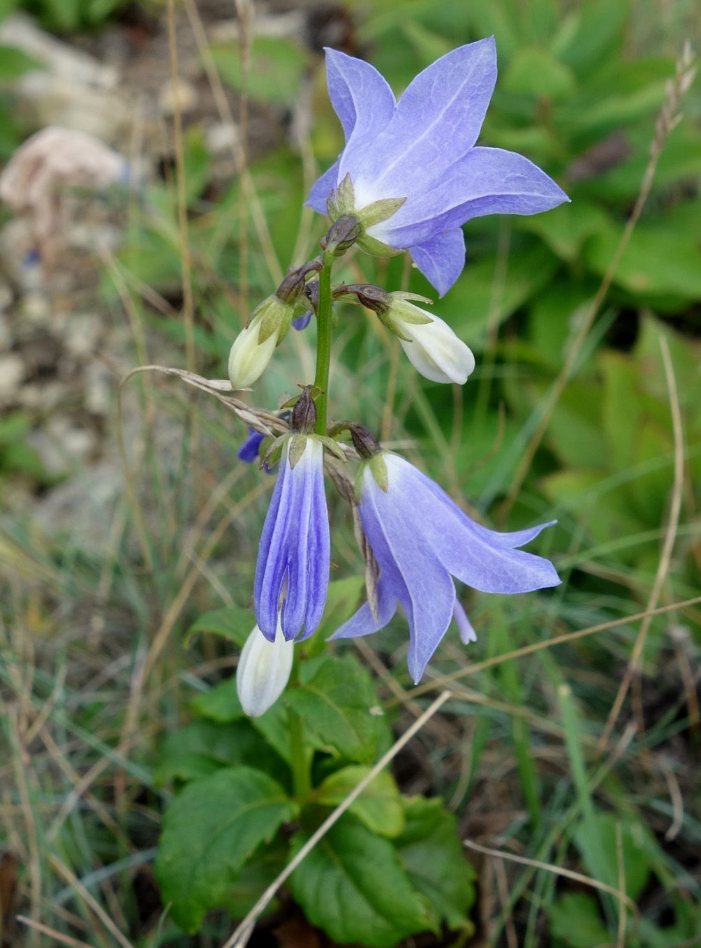 Изображение особи Adenophora pereskiifolia.