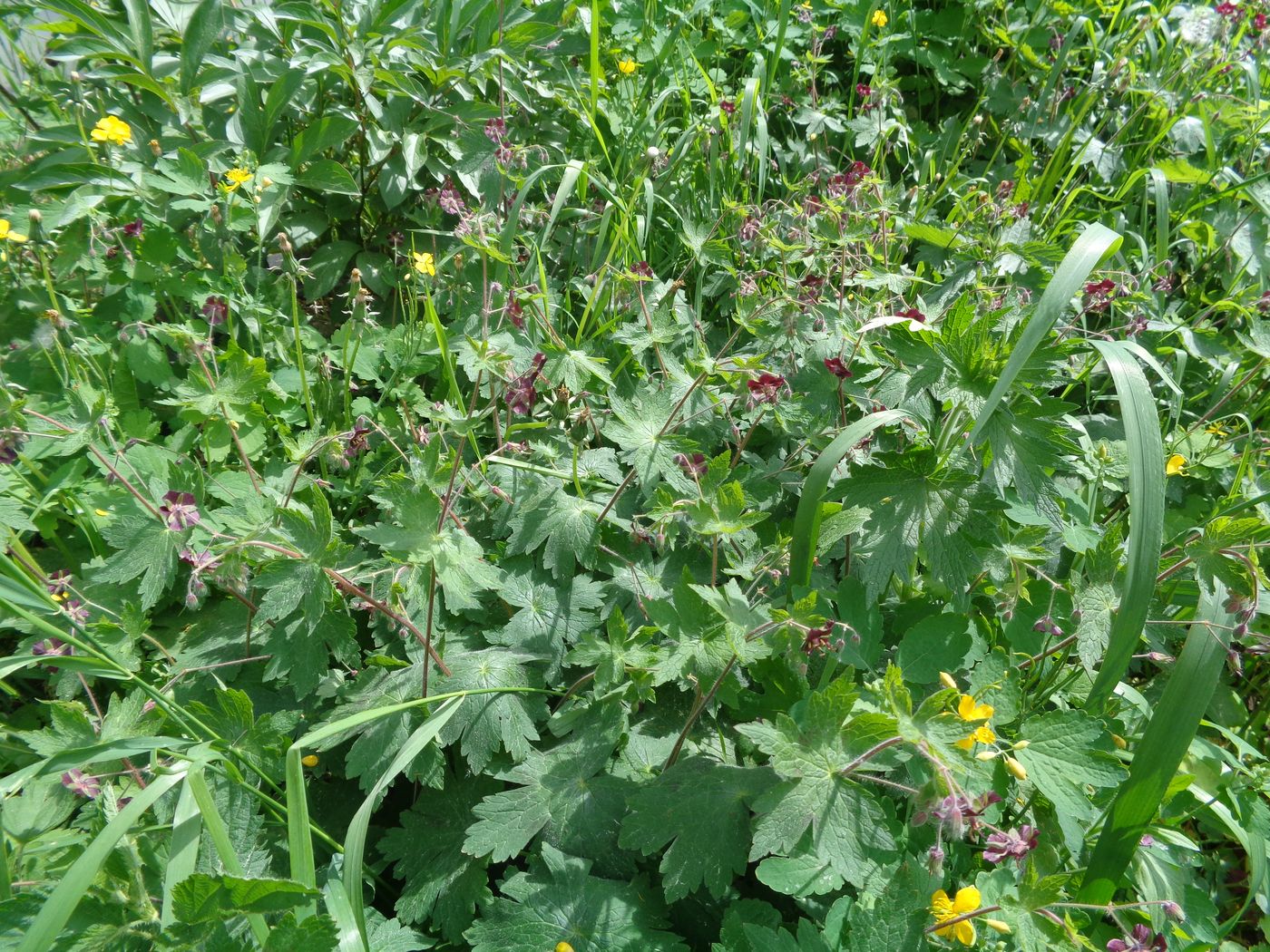 Изображение особи Geranium phaeum.