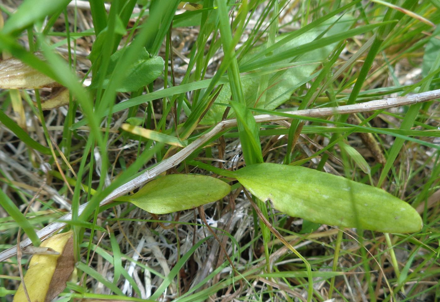 Image of Ranunculus flammula specimen.