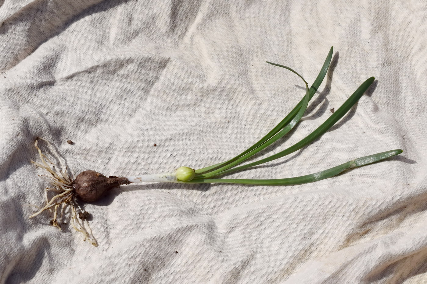 Image of Sternbergia colchiciflora specimen.