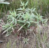Chamaenerion angustifolium. Растение с доминированием в кроне мелколистных пазушных побегов. Архангельская обл., Приморский р-н, ур. Куртяево, у дороги. 21.08.2010.
