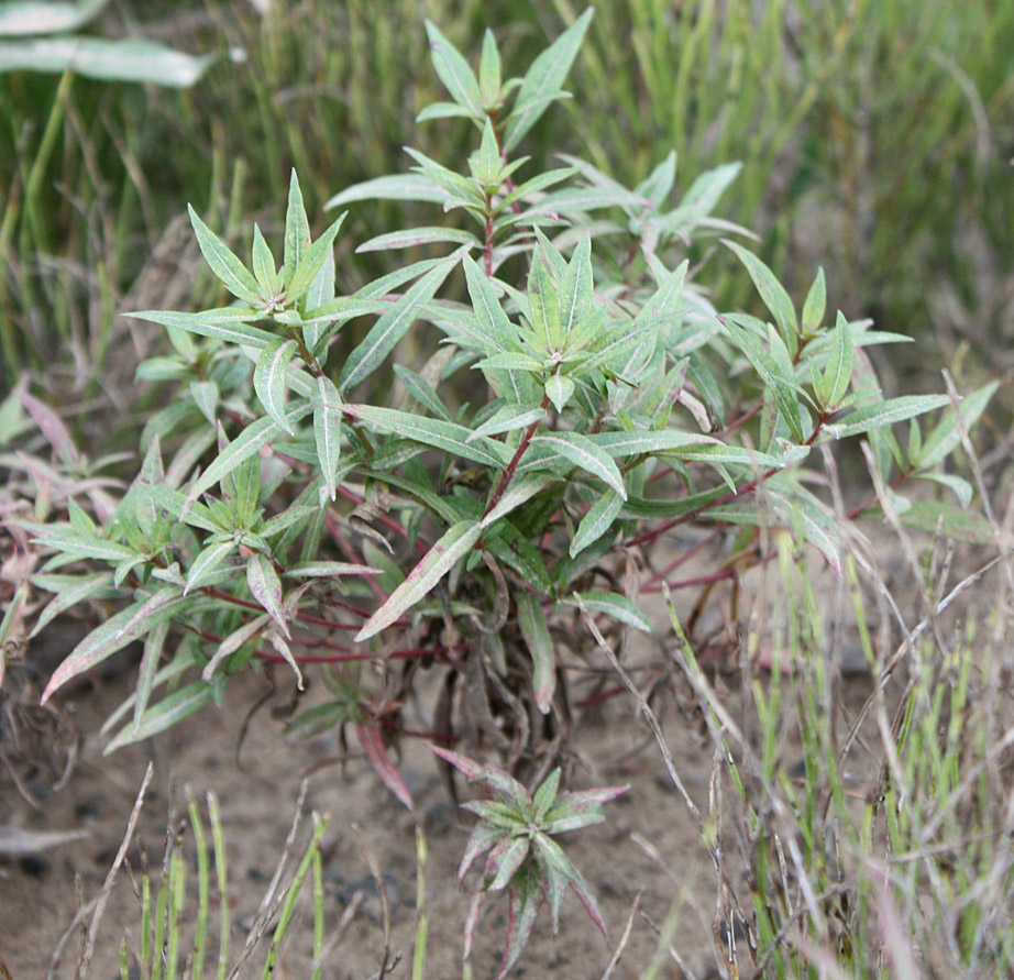 Изображение особи Chamaenerion angustifolium.
