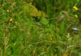 Medicago falcata