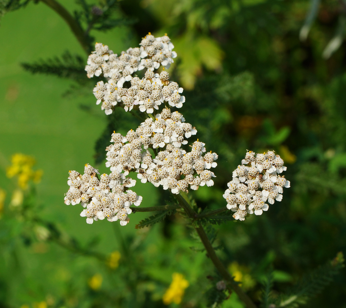 Изображение особи Achillea millefolium.