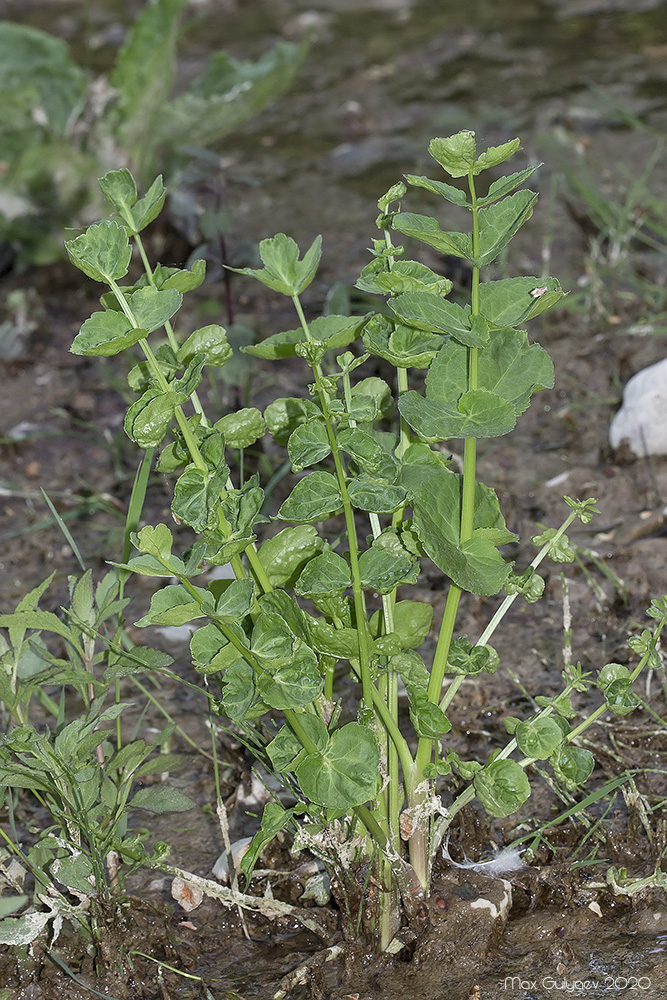 Image of Berula erecta specimen.