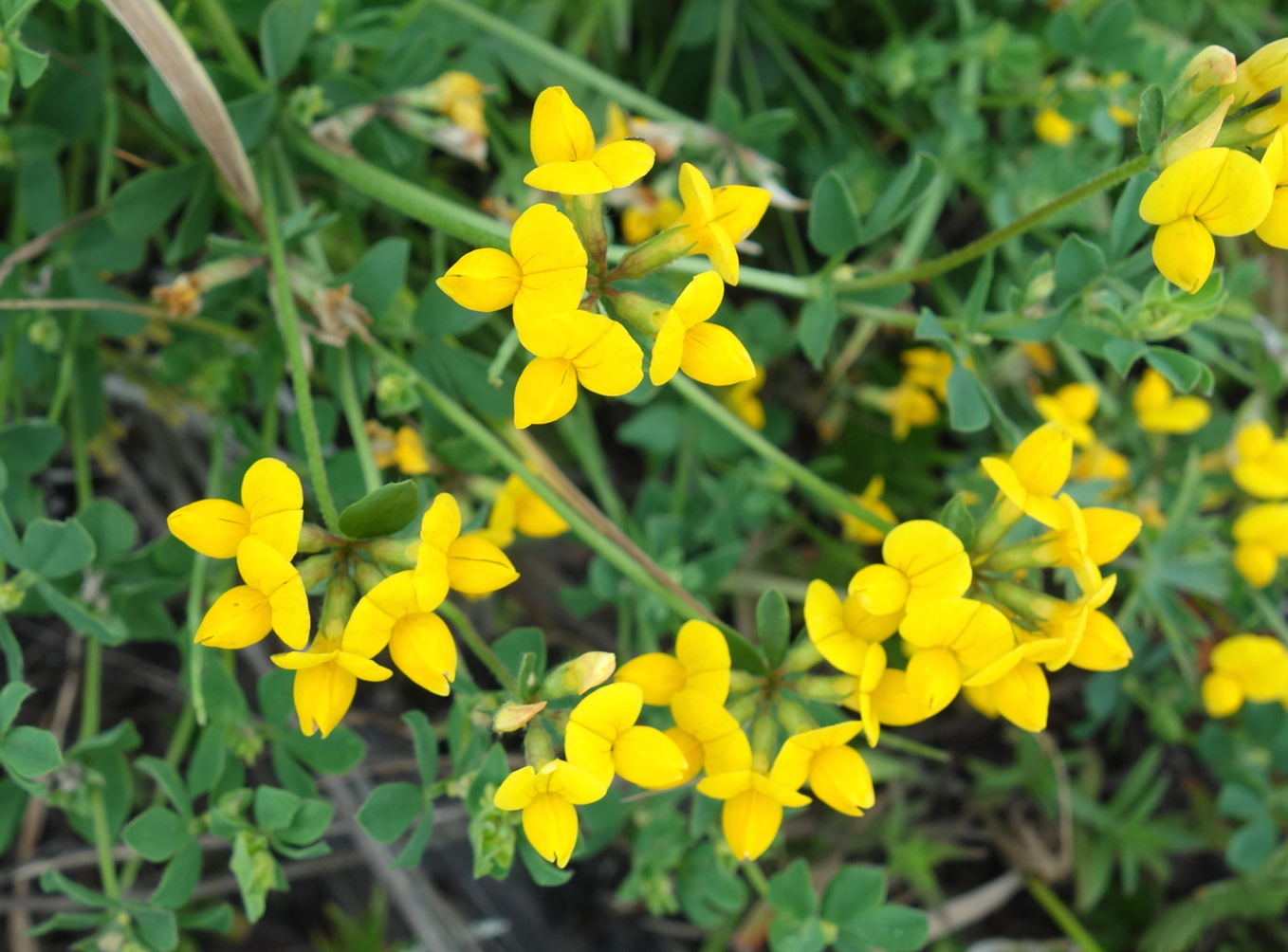 Image of genus Lotus specimen.