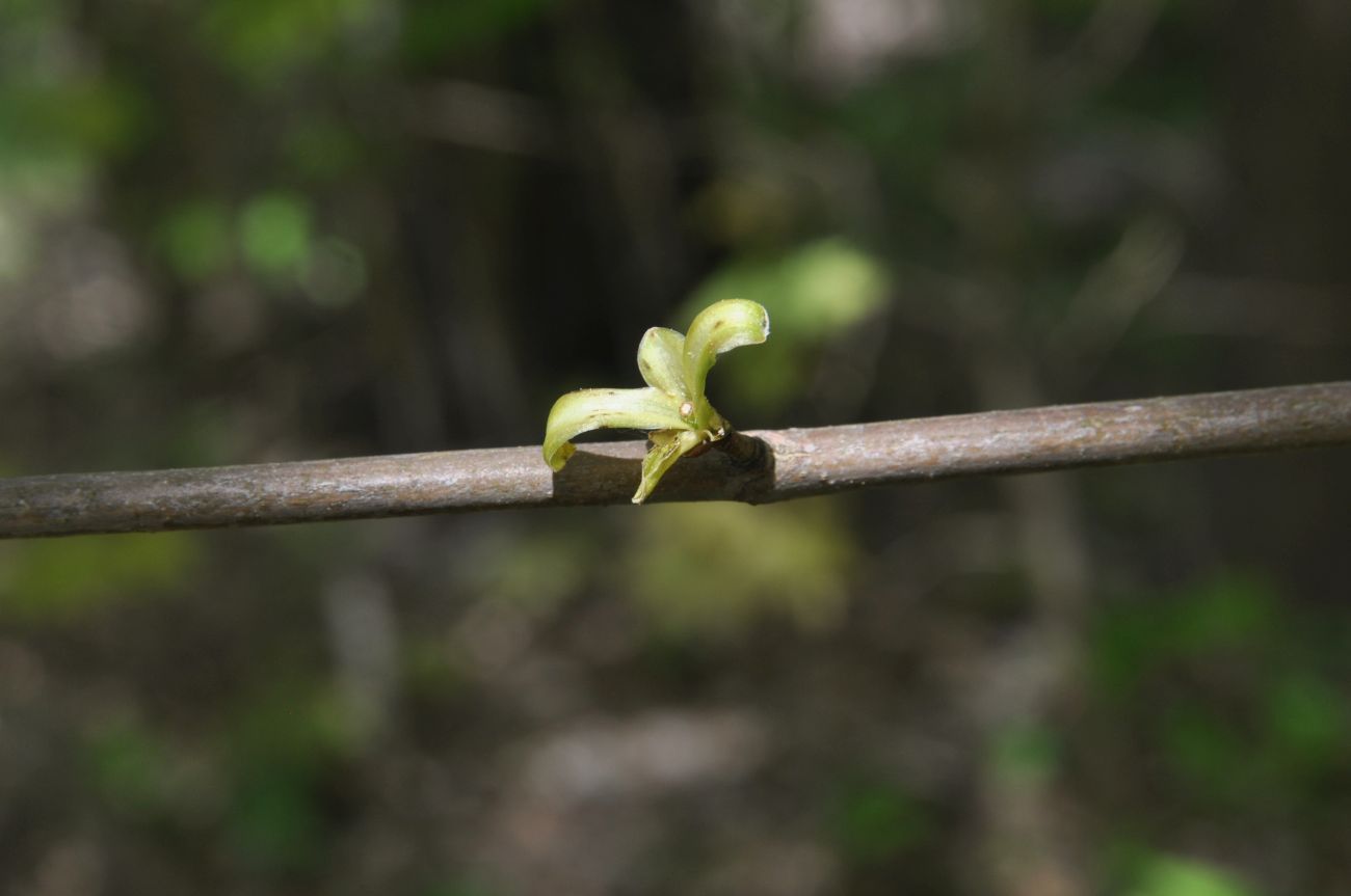 Image of Acer platanoides specimen.