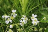 Stellaria holostea. Цветки в каплях дождя (вид со стороны чашечек). Калужская обл., Боровский р-н, окр. дер. Чёлохово, смешанный лес. 2 июня 2020 г.