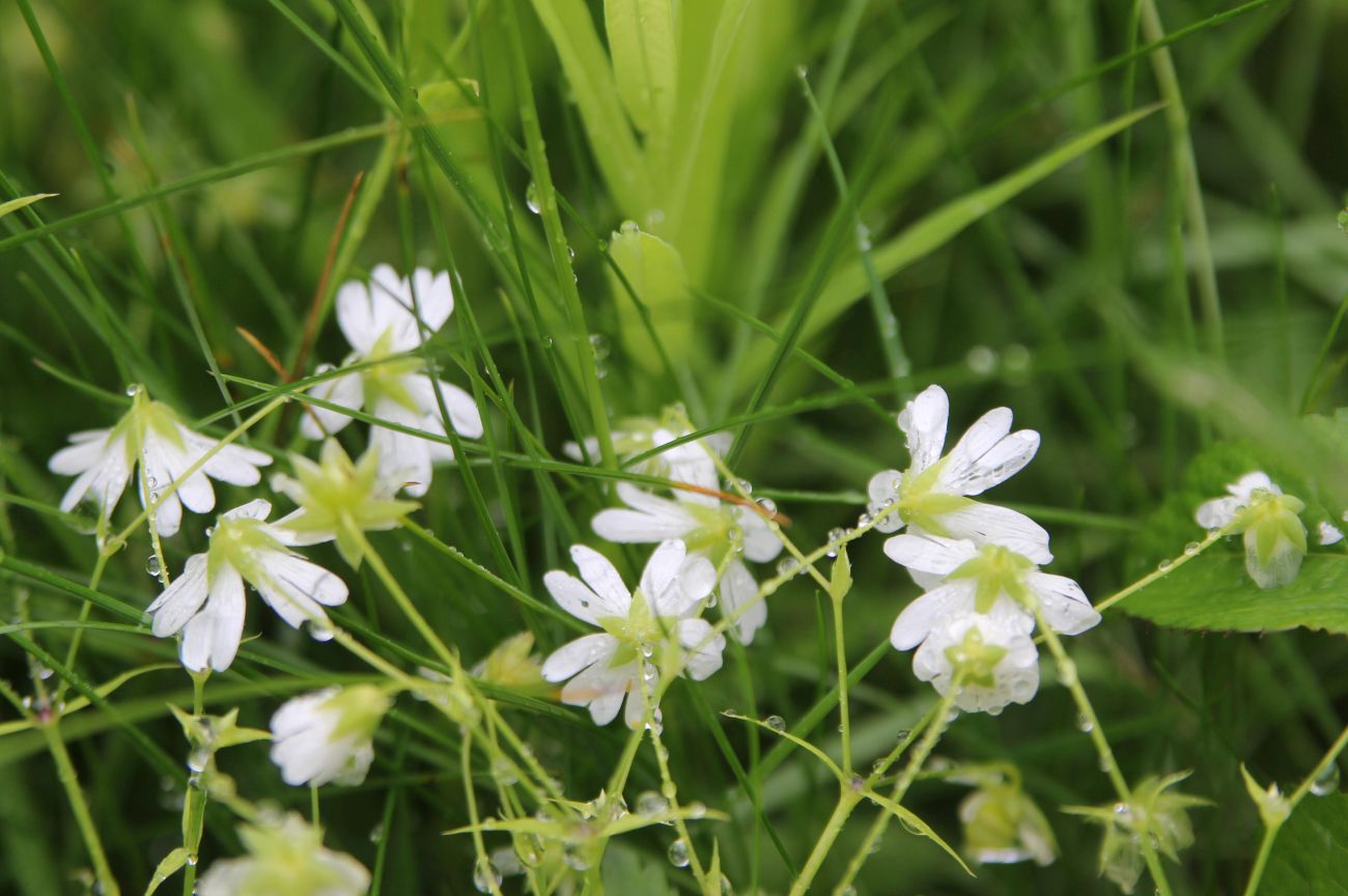 Image of Stellaria holostea specimen.