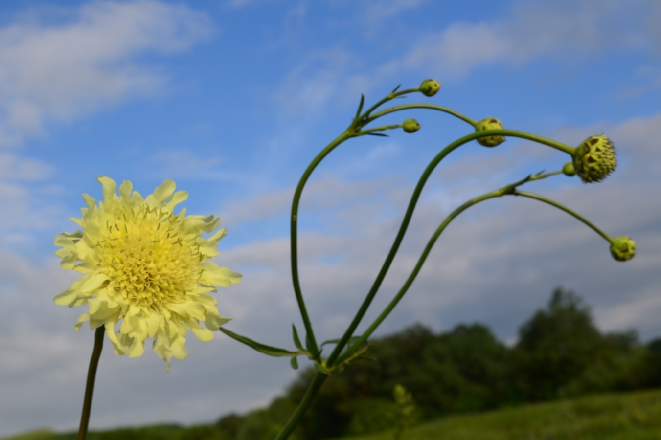 Изображение особи Cephalaria gigantea.