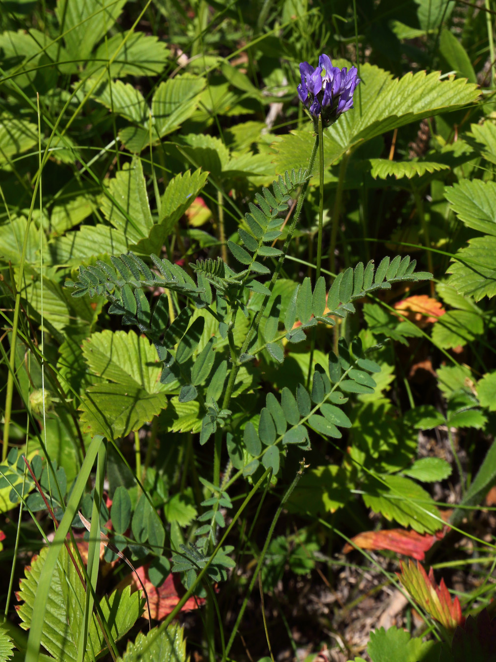 Изображение особи Astragalus danicus.