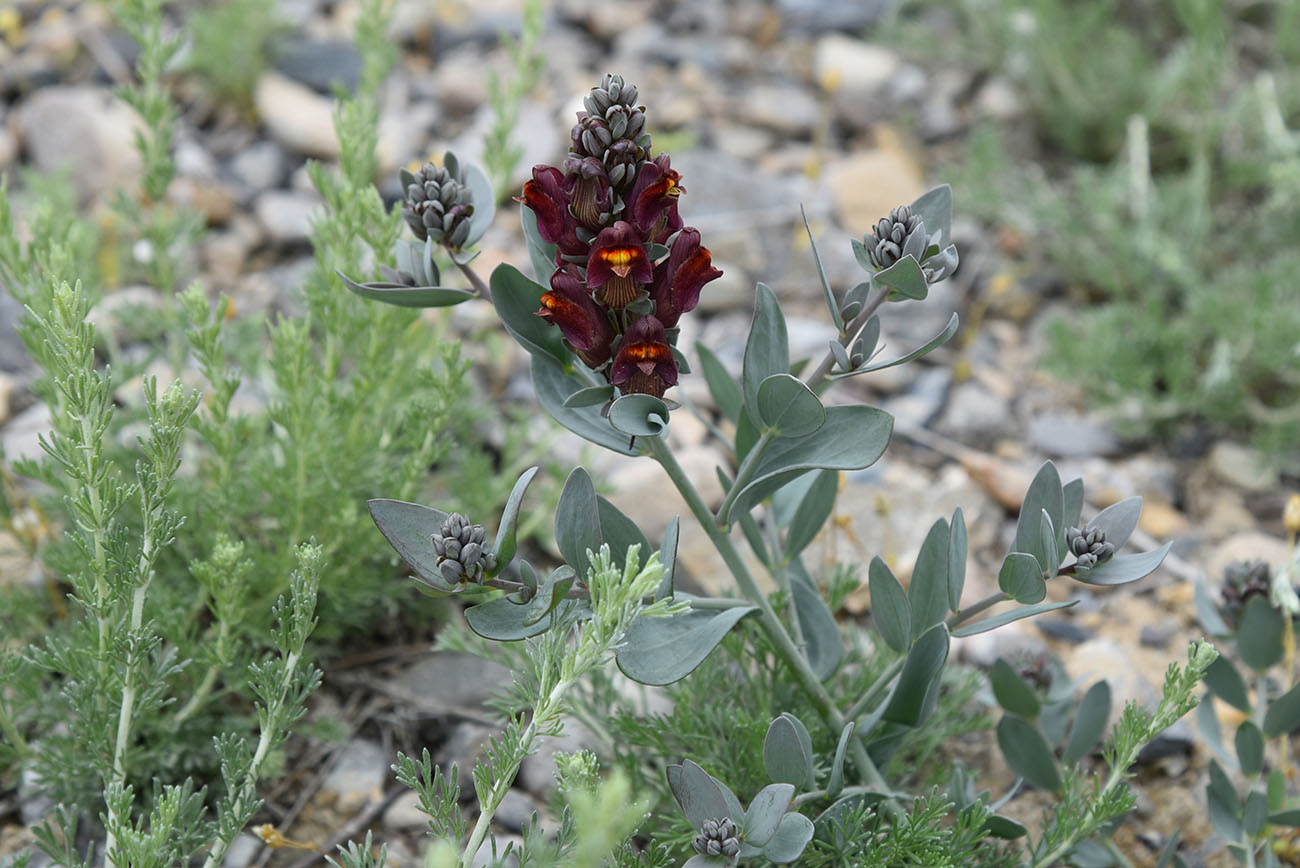 Изображение особи Linaria kokanica.