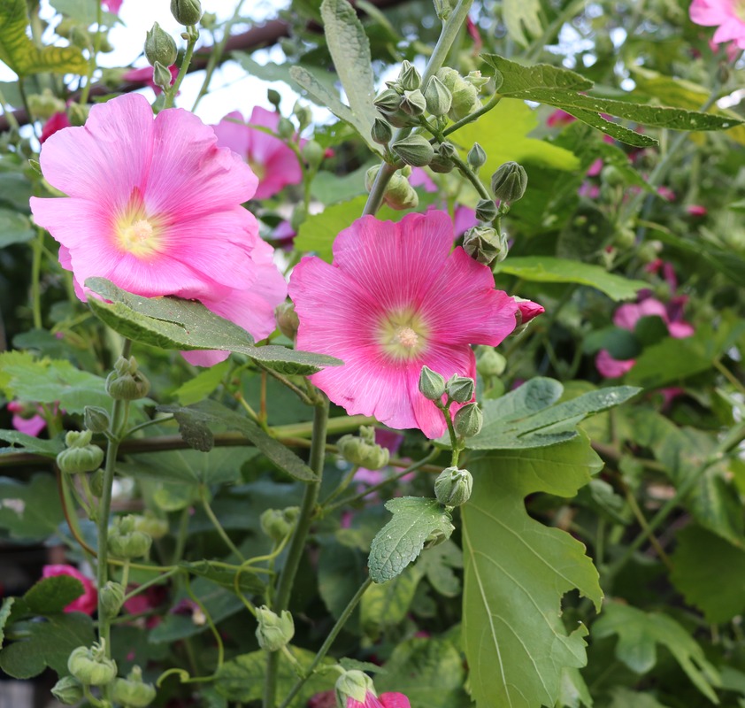 Image of Alcea rosea specimen.